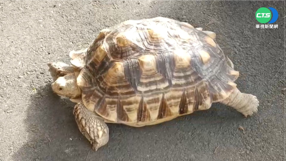 蘇卡達象龜離家出走 警只好"請"回派出所