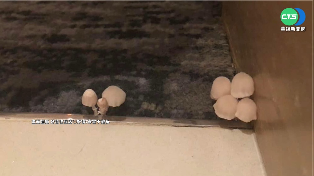 飯店地毯"長香菇" 網笑:瑪莉歐主題房?