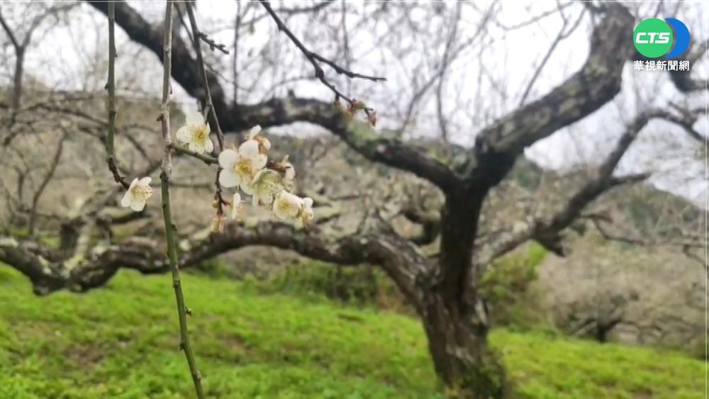 台東鸞山梅花綻放 元旦連假賞花好時機