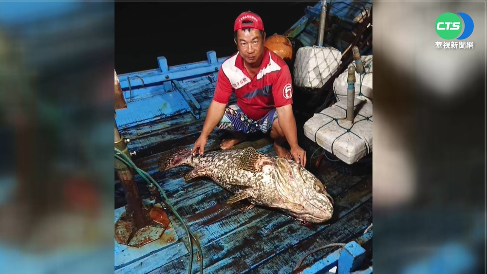 耶誕大禮! 恆春漁民夜釣百斤龍膽石斑