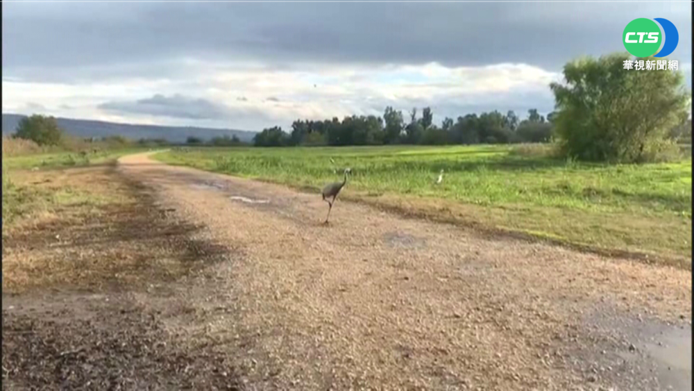 以色列爆禽流感 逾5千隻野鶴病死