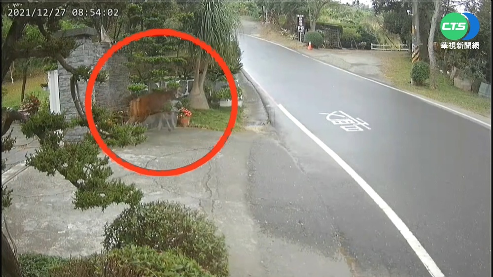 彰化民宅遇"貴客" 水鹿衝家門還糗滑倒