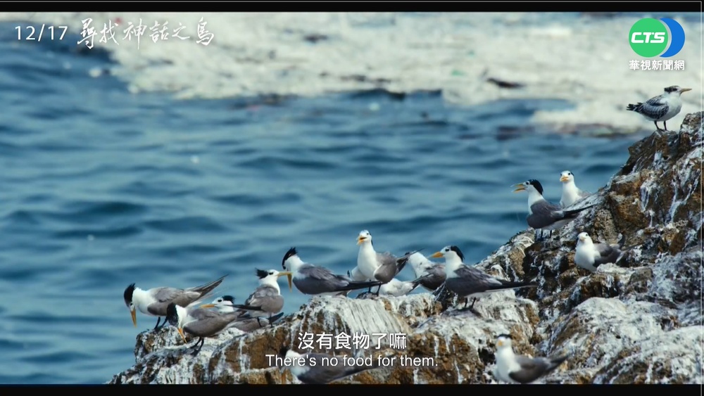 導演20年走訪6國 "神話之鳥"再現蹤跡