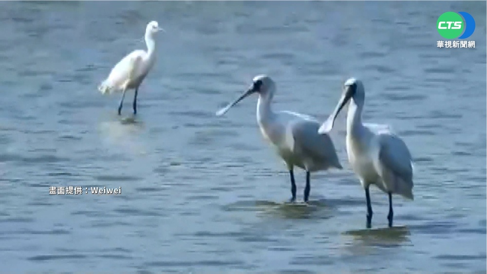 稀客到! 黑白面琵鷺現身彰化福寶濕地