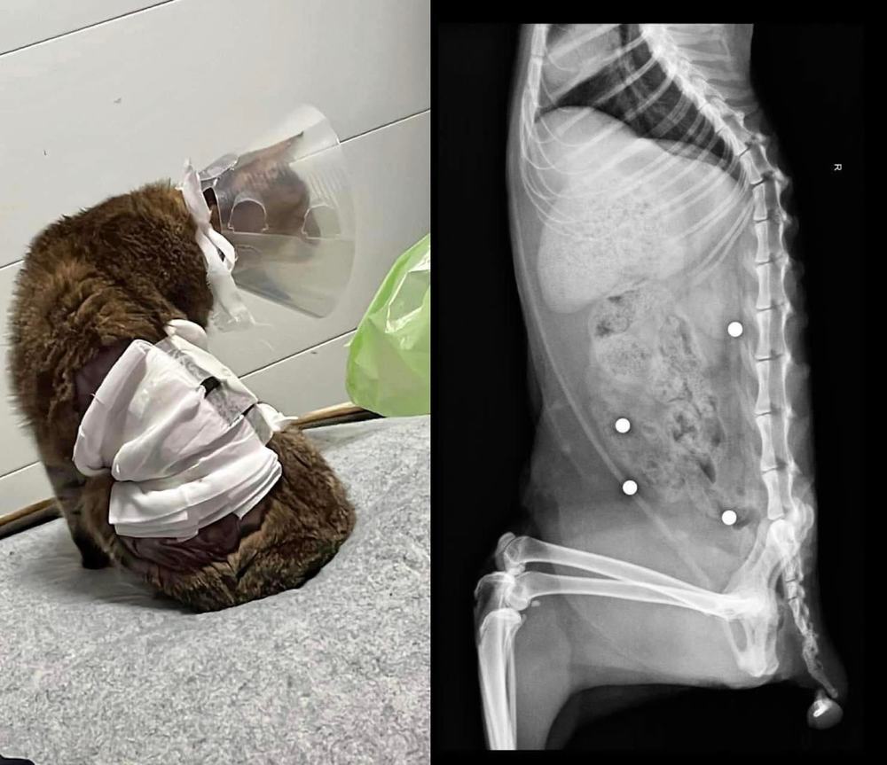 流浪貓遭虐體內卡「BB彈」！網友怒斥：可惡至極