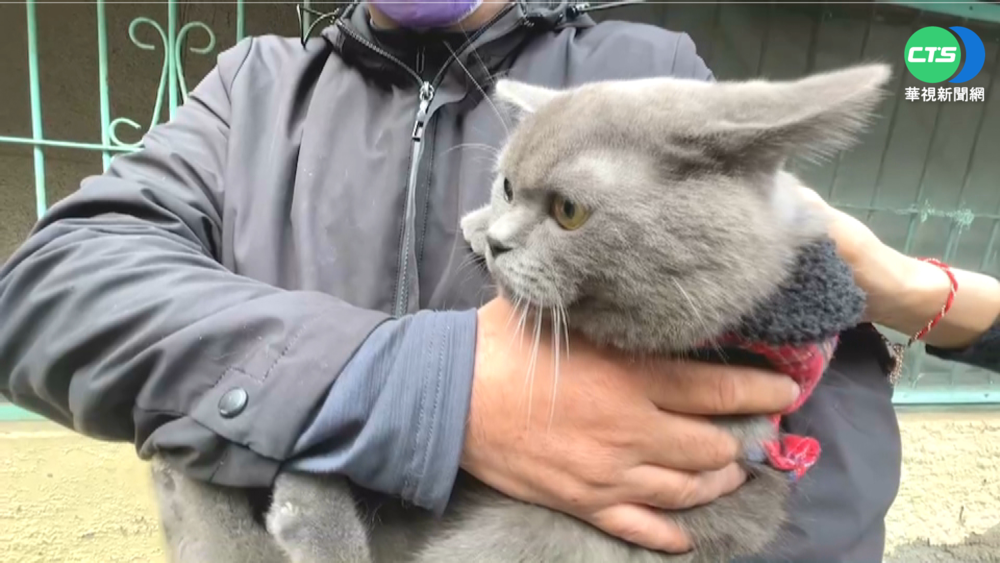 愛貓不見了! 飼主懸賞50萬協尋引暴動