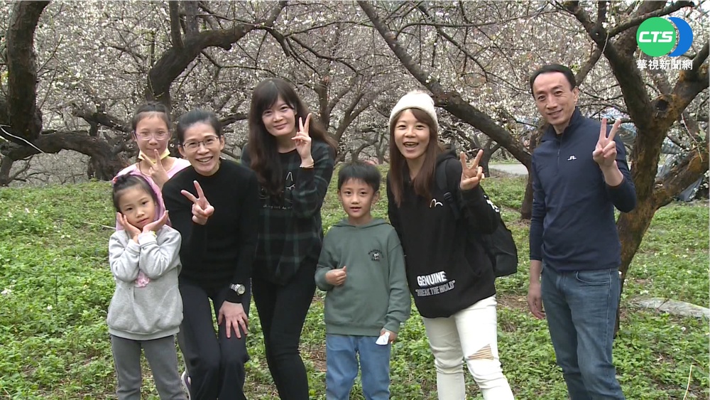 越冷越開花! 信義鄉梅花盛開美如白雪