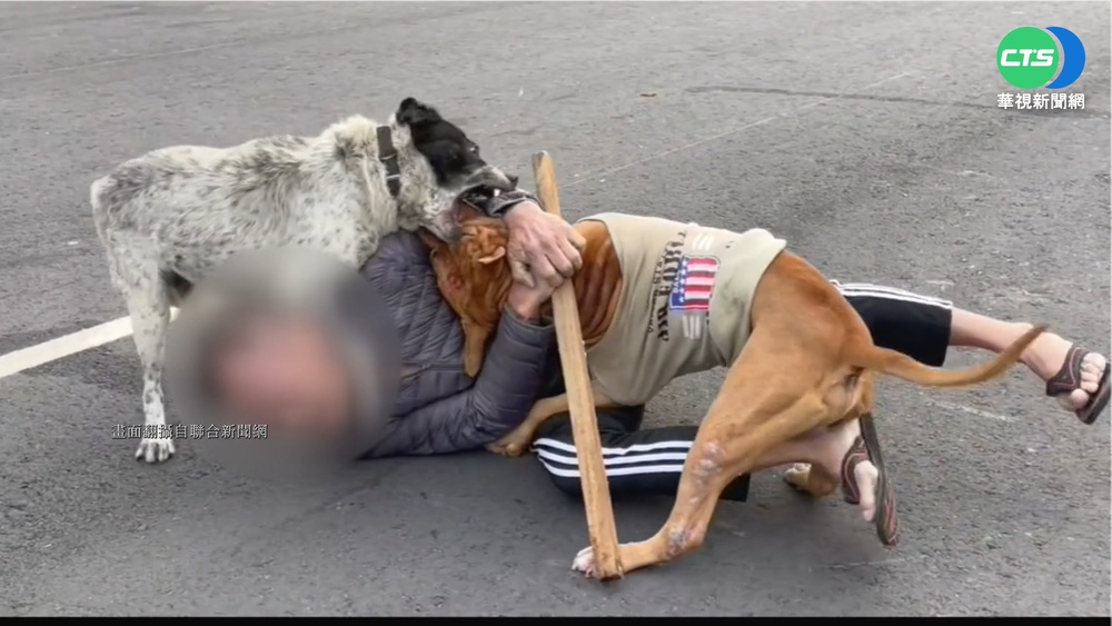 嚇! 比特犬緊咬流浪狗 飼主趴地奮力拉開