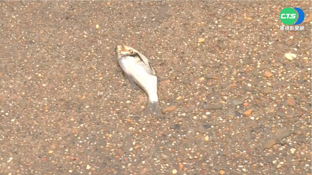 天降魚雨! 美德州水龍捲釀罕見異象