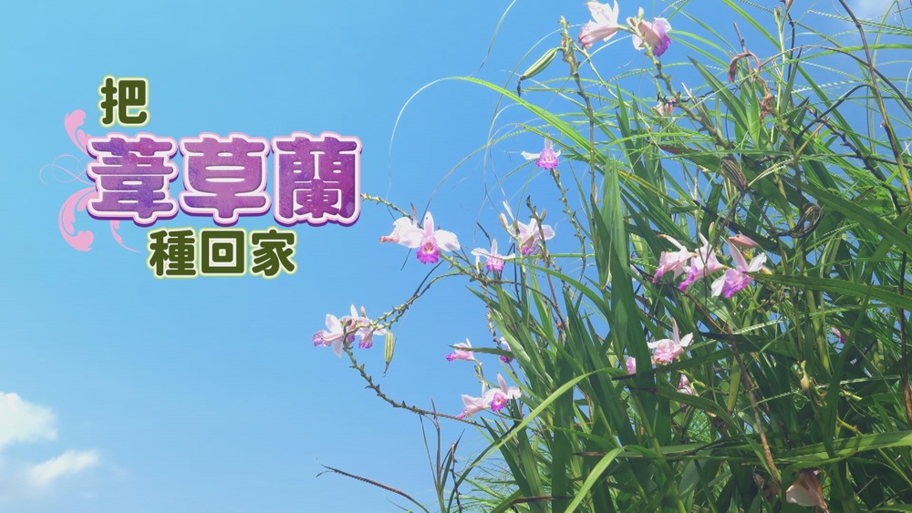 把葦草蘭種回家｜搶救一線生機｜華視新聞雜誌