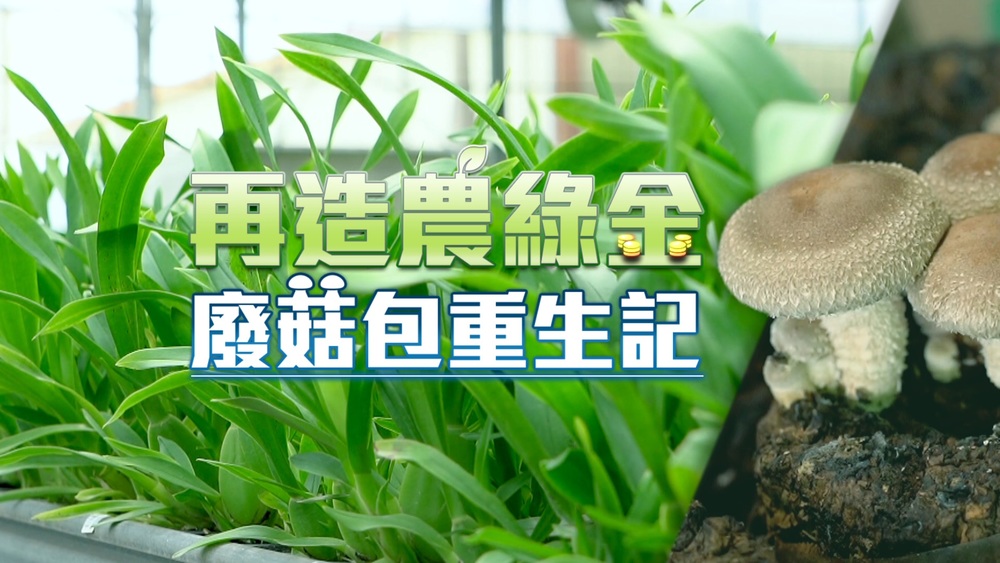 廢菇包重生記｜再造農綠金｜華視新聞雜誌