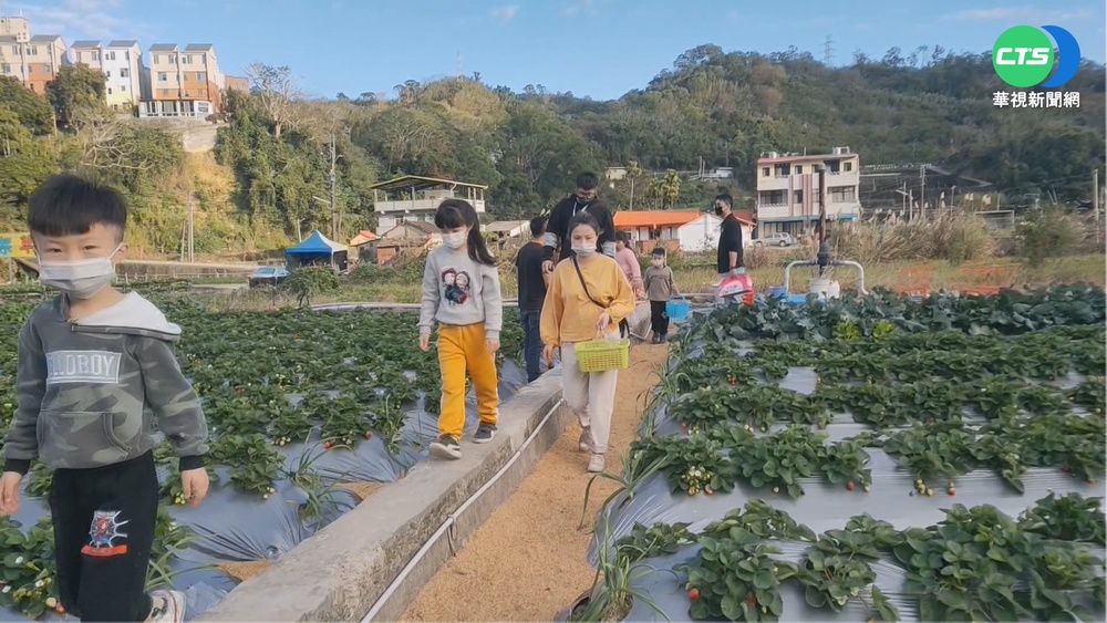 元旦連假期間 採草莓人車天天擠爆大湖