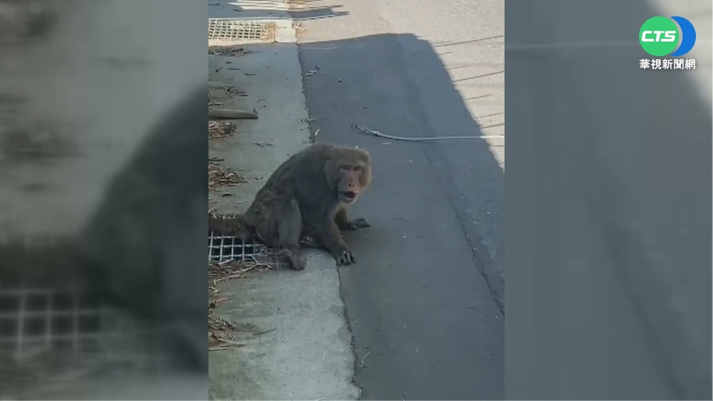 獼猴觸電釀禍 南投山區火警上百戶停電