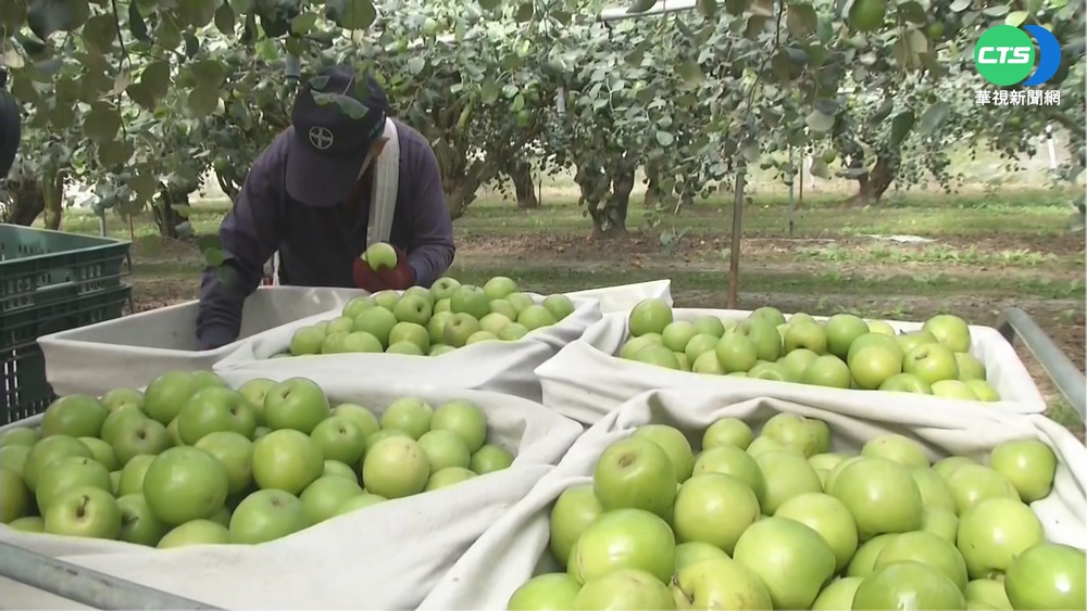 去年雨襲害產量減 高屏蜜棗漲價20元
