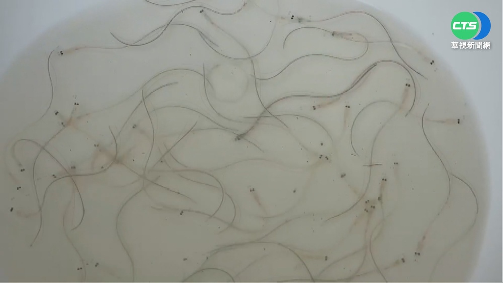 產量旺季到! 屏東沿海夜捕百萬"鰻金"