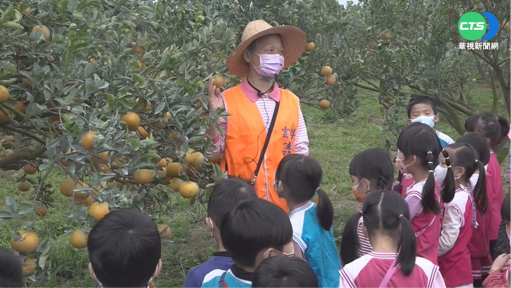 【台語新聞】學童參訪茂谷柑園 認識家鄉農特產品