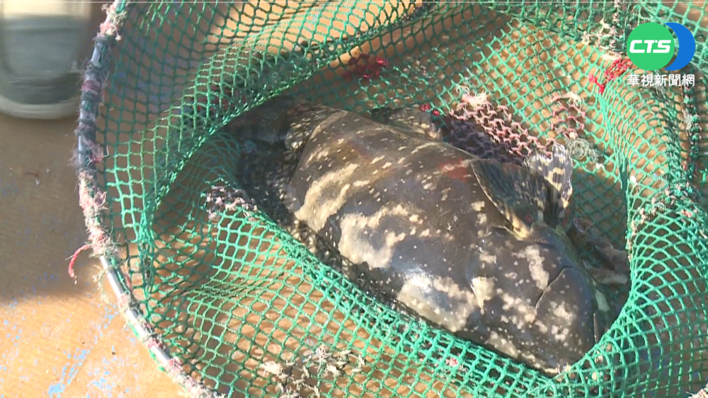 稱台石斑檢出禁藥 中暫停2漁場活魚進口