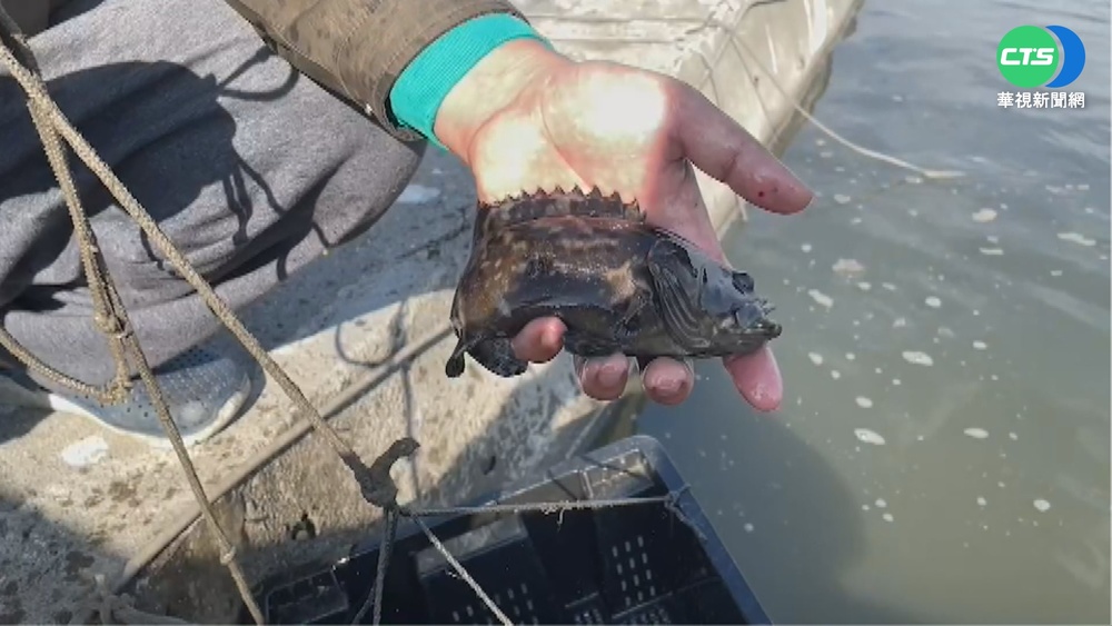 中點名用禁藥"禁"口 台石斑養殖商喊冤