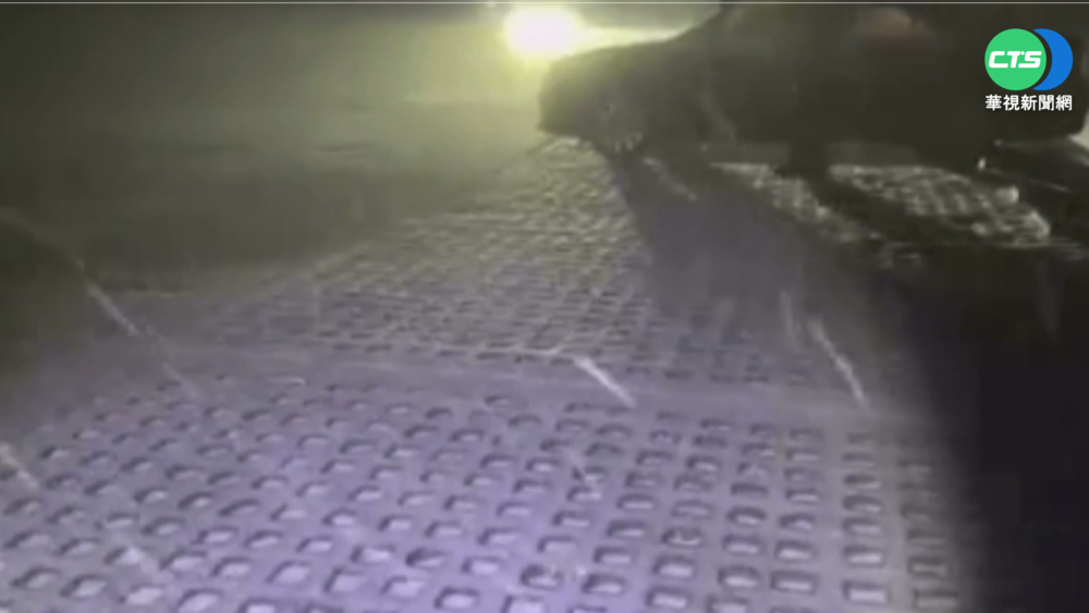 入夜後更冷! 合歡山武嶺晚間下起冰霰