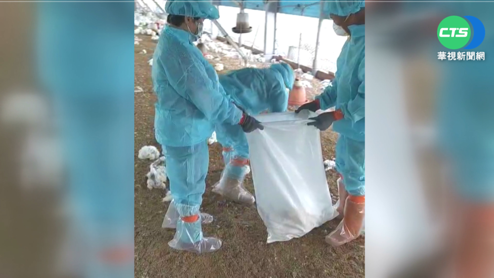 "禽"況不妙! 彰化1週撲殺12萬隻小雞