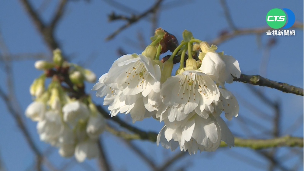 櫻花盛開怒放 阿里山公路沿線美爆!