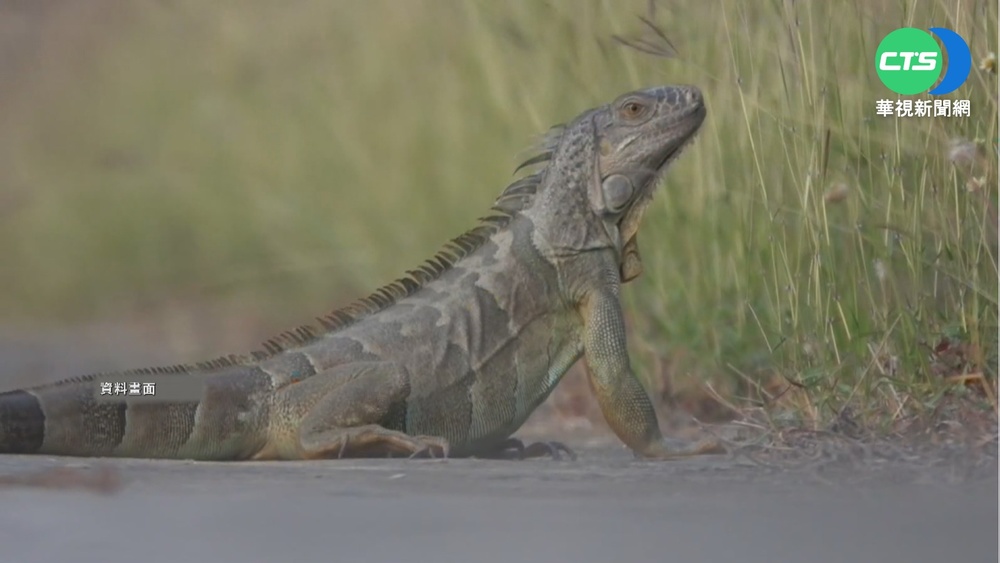 綠鬣蜥泳渡登小琉球 屏縣府急派人捕捉
