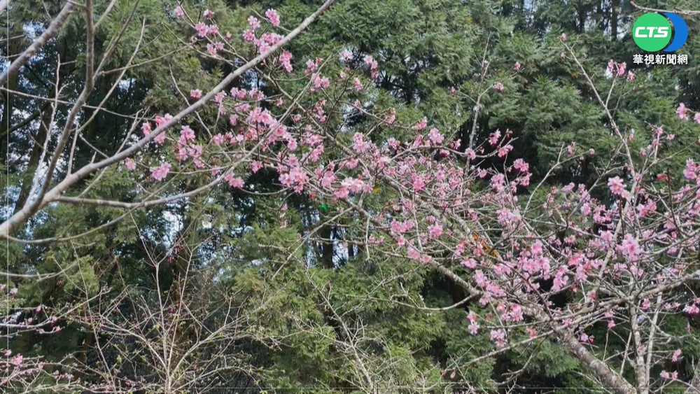 冷氣團一波波! 南投小半天河津櫻盛開