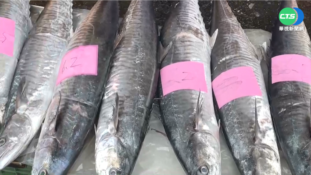 西嶼3家族捕獲2千多尾土魠魚 獲利千萬