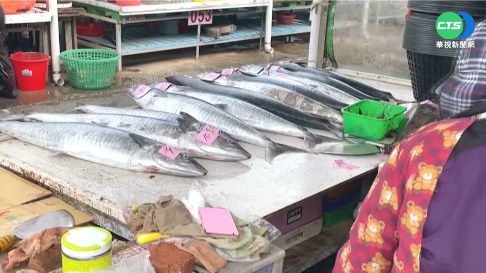 澎湖土魠魚大豐收 利潤初估上千萬!