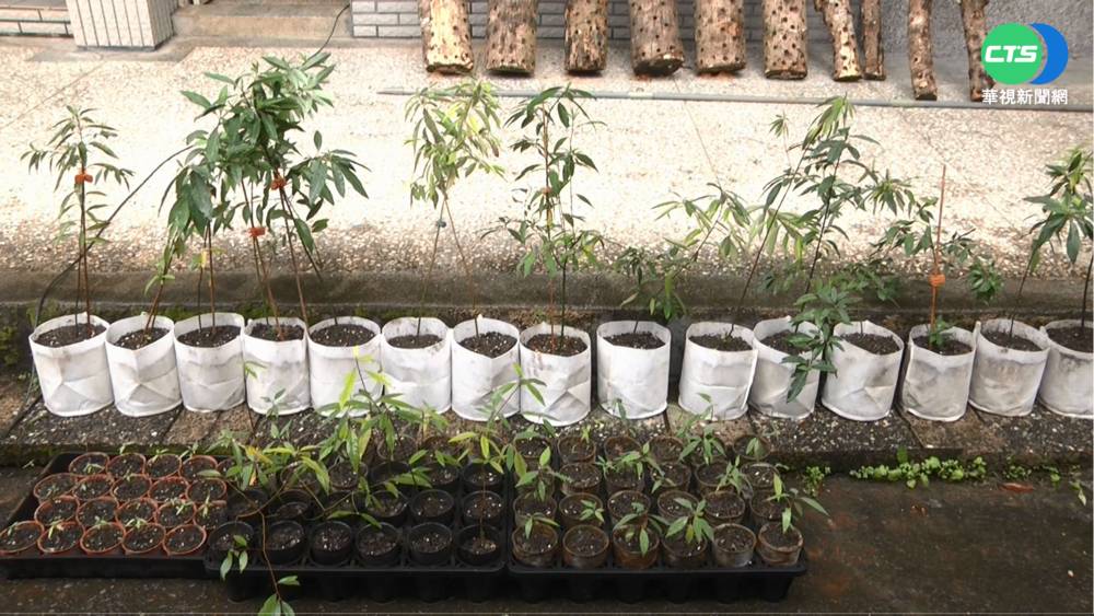 氣候變遷馬告減產 宜大進行復育計畫