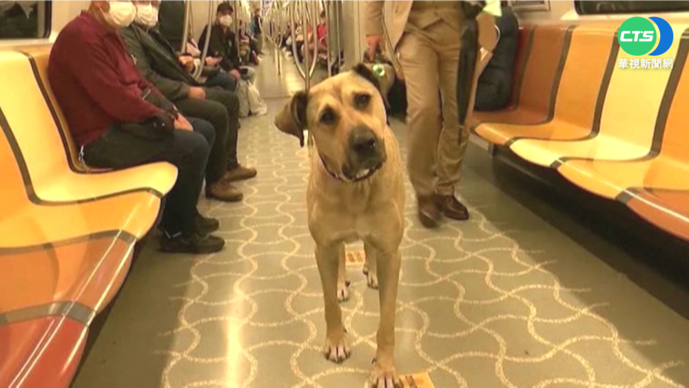 "土耳其知名浪狗"被收養 身價大不同