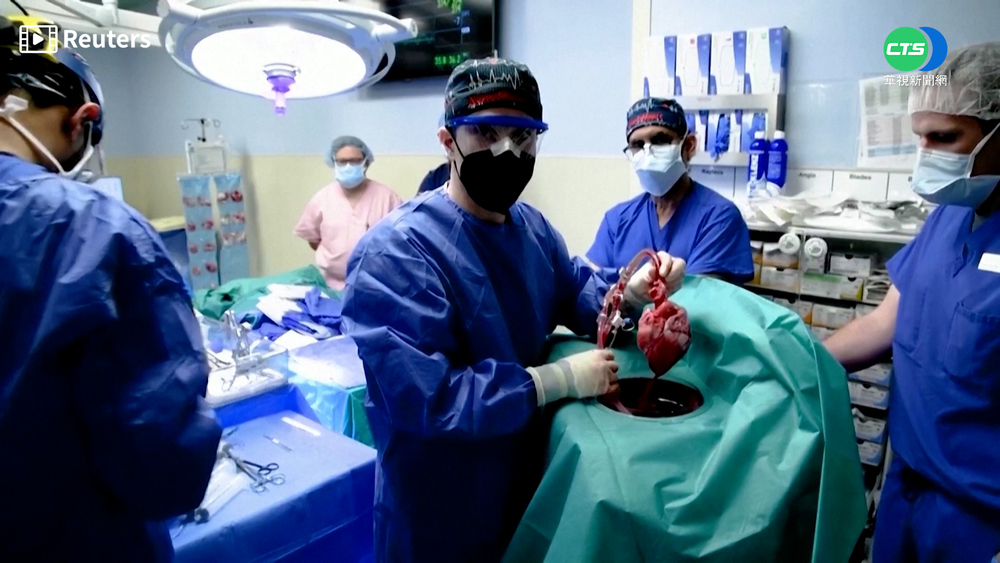 醫學創舉！基改豬心移植成功 57歲瀕死男漸甦醒