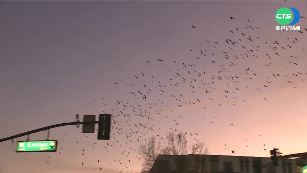 加州矽谷烏鴉滿天飛 居民雷射光趕鳥