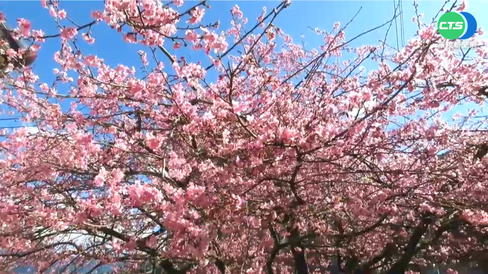 繽紛賞櫻! "屏東霧台櫻花季"浪漫登場