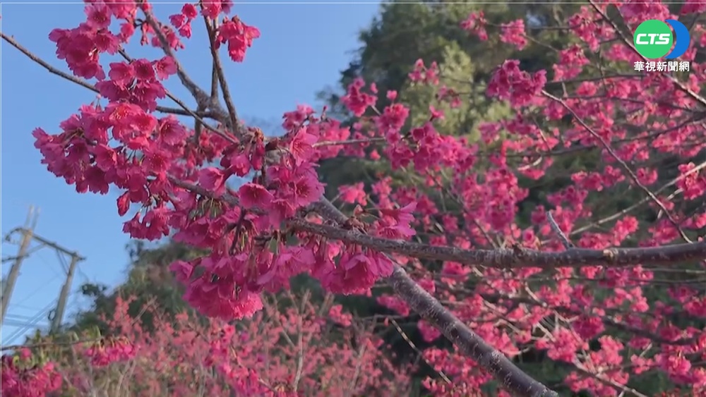 屏東霧台櫻花季開跑! 台24線沿途花朵盛開