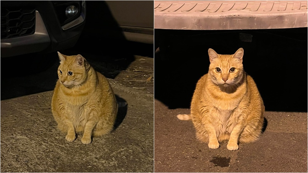 她憂浪貓「手好細沒吃飽」 網笑：起碼1分鐘沒吃了