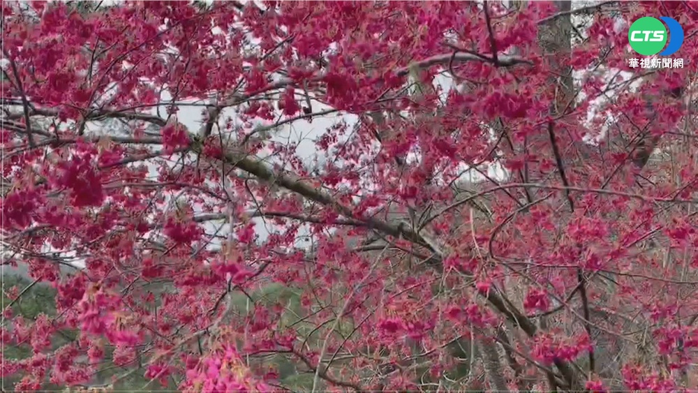 櫻花.梅花齊放 武陵農場紅白相間超繽紛