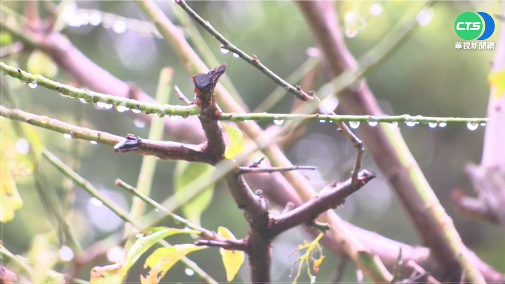 明大寒北台濕涼 中醫:吃熱粥暖胃祛寒