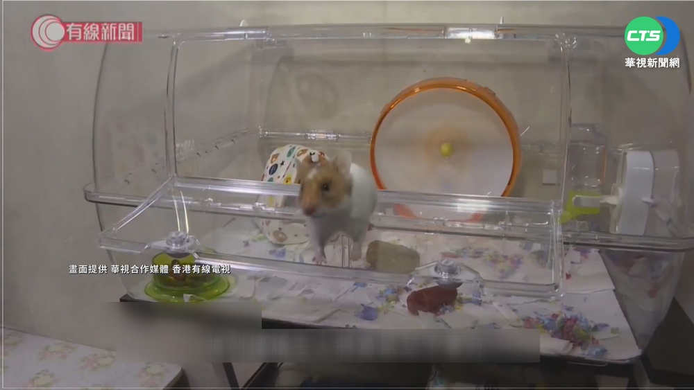 全球首例! 香港倉鼠染疫 下令撲殺2千隻