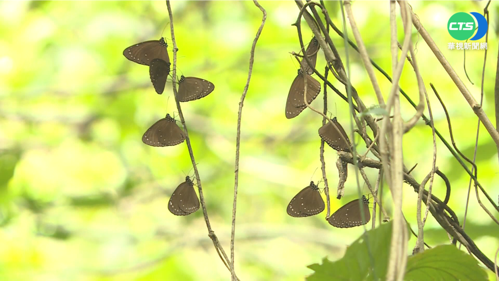 10年來首次 紫班蝶重返台東棲息地