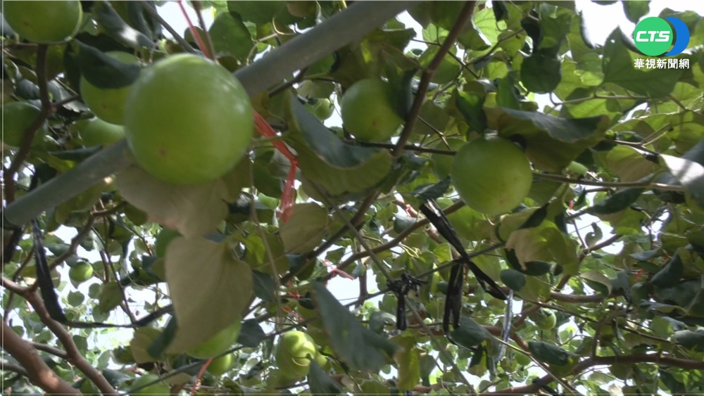 奪冠! 果農林元宗連5年亞軍今獲蓮霧王