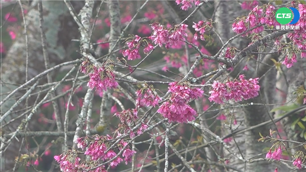 賞櫻季到! 竹山鎮垂櫻.信義鄉山櫻花盛開