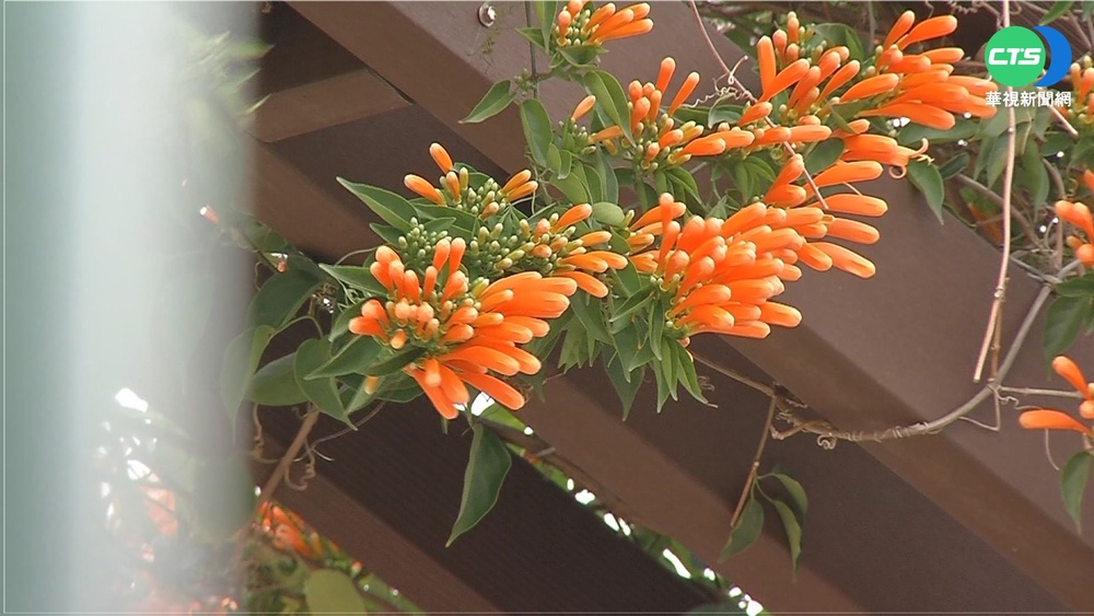 花開迎新春! 鶯歌永吉公園炮仗花季起跑