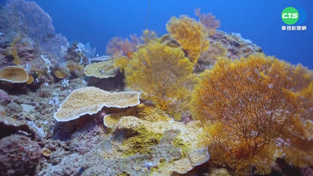 最美海洋驚喜! 大溪地發現3km大型珊瑚礁