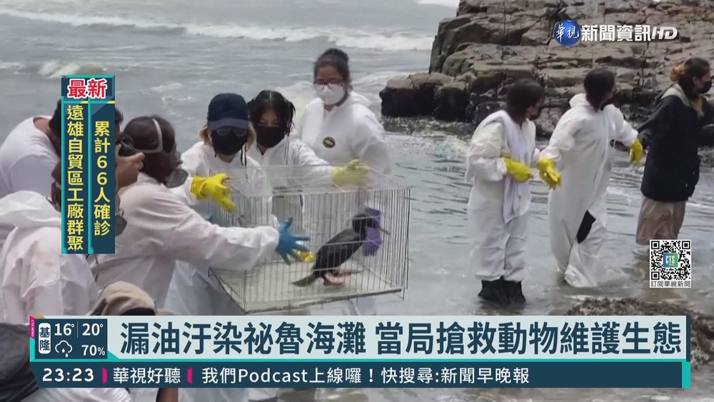漏油汙染祕魯海灘 當局搶救動物維護生態