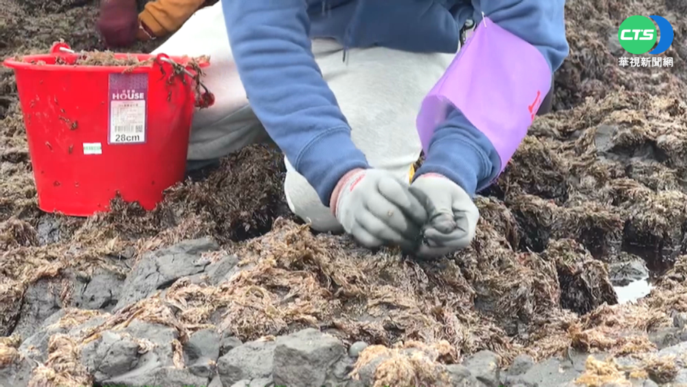 姑婆嶼紫菜首開放! 300人登島採收
