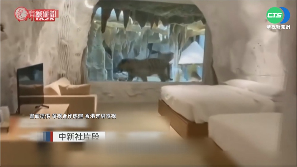 搶虎年商機 江蘇動物園推"與虎同眠"