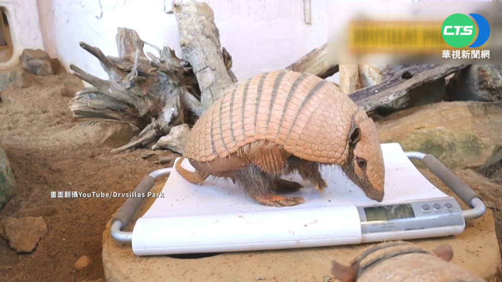 聖誕假期吃太多 動物園幫犰狳姊妹"瘦身"