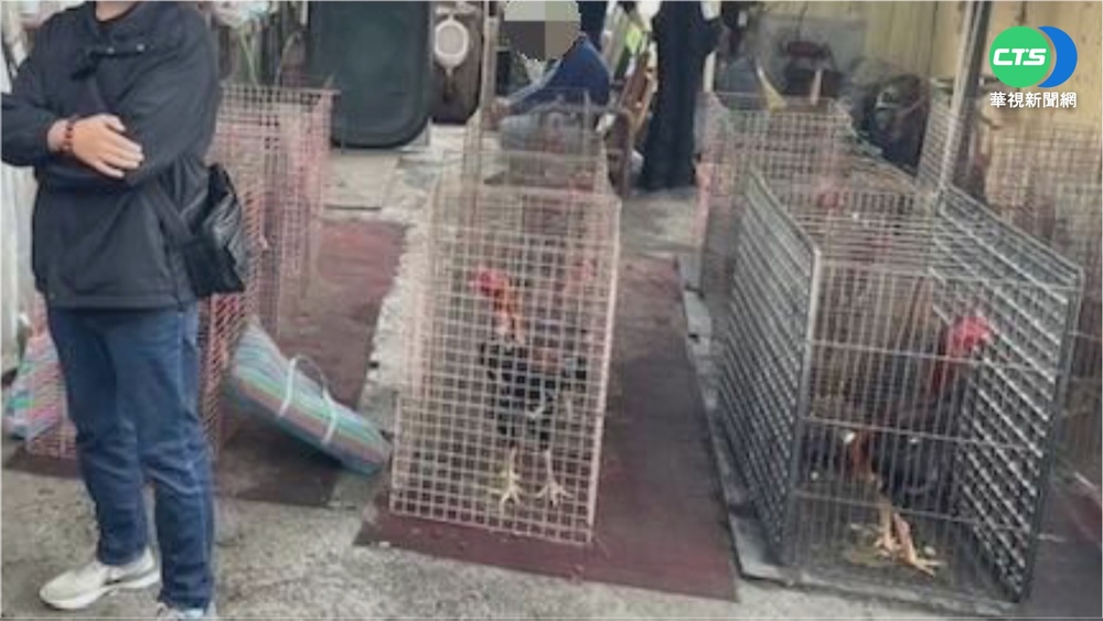 屏東警破獲"鬥雞"賭場 逮26人送辦