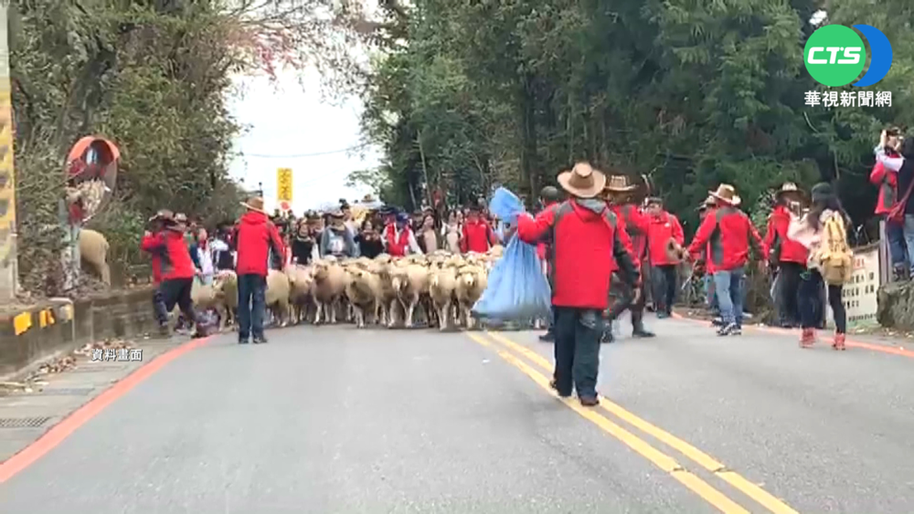本土疫情升溫 清境"奔羊節"恐再度停辦
